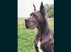CH FRA Joly blue Des terres royales