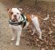 ODC ANGUS