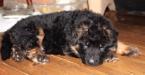 Leroy Luca van Huize Bardusa