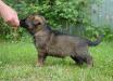 List aus Garten Nightwish