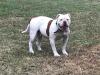 Paparazzi Kennel's Ronda Rousey of D.S.B.