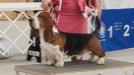 GCH CH Baltik Show Maximus of the Ozark