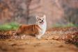 JunCh Rus, Ch Rus, Ch RKF,  Ch Blr, National Breed Club Ch Dzhemini Derrik Shtorm