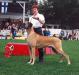 Inter.champion, CH of SWE, NOR, BISS. Diplomatic’s Great Guy