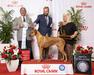 GCh Shabani Lucy in the Sky with Diamonds