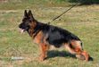 Oti von Marbo Wolf