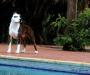 Amstaff Camarilha Arlequina Harley Quinn