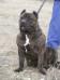 Boss Bull Canario Azumba