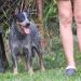 ZAHRA BLUE HEELER'S SELIVON