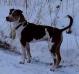 Tasso's King of Hearts