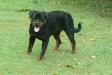  Willemstadt Joshburg Ruby