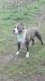  Titan kennel amilcare