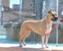AKC CH UKC GRCH Kayo's Winmor Homegrown Honey