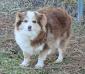  HERDDOGIES SASSY LITL TORIETT