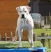 Loony Bulldogs Black Widow