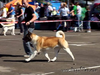 CH RUS, UKR, BLR, LTH, EST Melodor Born To Thrill