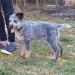 WOODY OF HEELER'S SELIVON
