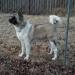 Big Red Akita's Maggie Mae