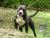 TORA ZV AMSTAFF DO JERIVA