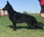  George Creek-Sunfarm's Match Maker