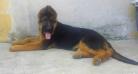 Tayson do Green River