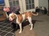 UNO OF S&D BULLDOGS
