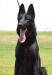 Olivia Real K-9