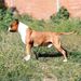  Thunder Bully Jasson