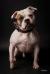 BRBS Valor's Bulldog Mr. Lucky @ RoseBull