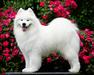 American BISS GCH Radost Zhizni Wings of Destiny