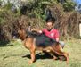 Dingo do Meimberg