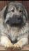 Starr Caucaz De Torrenburg Figo (ROU)