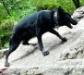 NURU OF K-9 TOP TRAINING