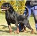Serbia Champion MAICON IMPERIAL WARRIOR