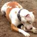  Tyron Strong Fortress Dog's