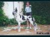  Iearling des Terres de la Rairie