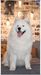 Minor Puppy BIS, Puppy BIS II. HJCH, SERBIAN JCH, Serbian CH Chuck Luxury of White Siberiansuny
