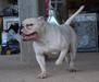  Cerberus Bulls Hermes