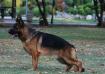 Ringo Vardar Wolf House Jovanely