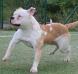 Bomberbulls Sasha