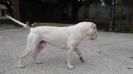 Pedigree American Bulldogs Australia Lincoln