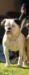 GOGUE'S WEDNESDAY OF DOGPOUNDS/DC'S AMERICAN BULLDOGS