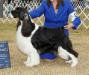 GCH CH Tiffany's Esspecial Magic Kingdom