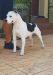  Bijou Bijou Invictus BullPrint
