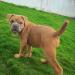 CB Bulldogs Blue Khaleesi