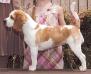 GCH Merry Music Watch Her Strut