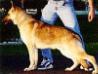 Rin Tin Tins Rin Tin Tin