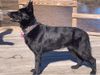 Granville's Gheera