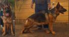 Retta vom mi kennel