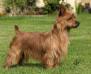 Millvalley Red Rufus